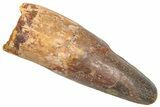 Fossil Spinosaurus Tooth - Feeding Worn Tip #361274-1